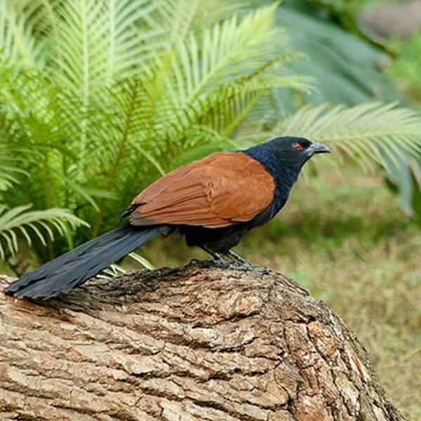 Coucal, Greater