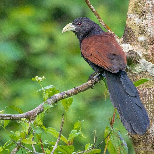 Coucal, Green-bellied