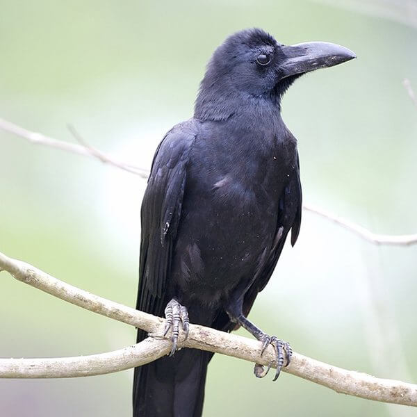 Crow, Jungle
