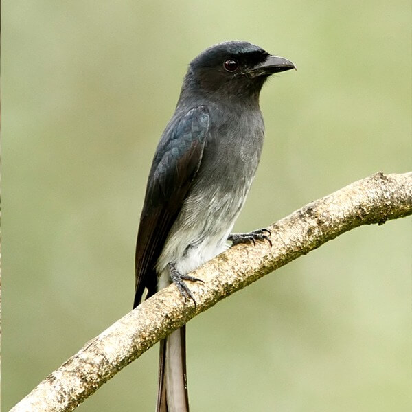 Drongo, White – bellied