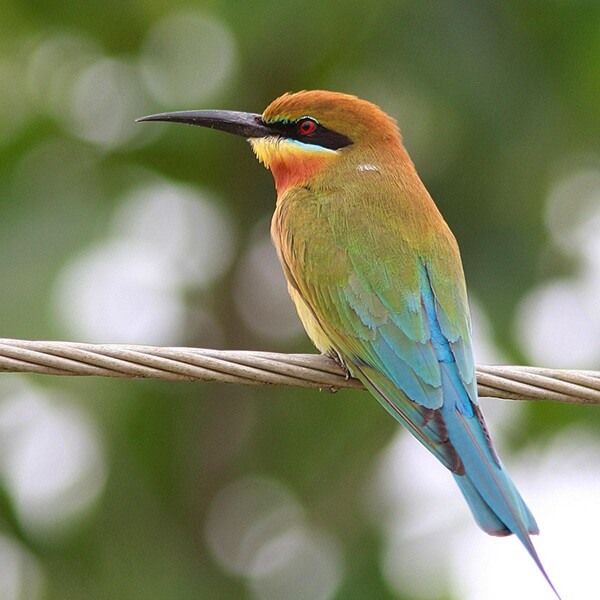Bee-eater, Blue tailed