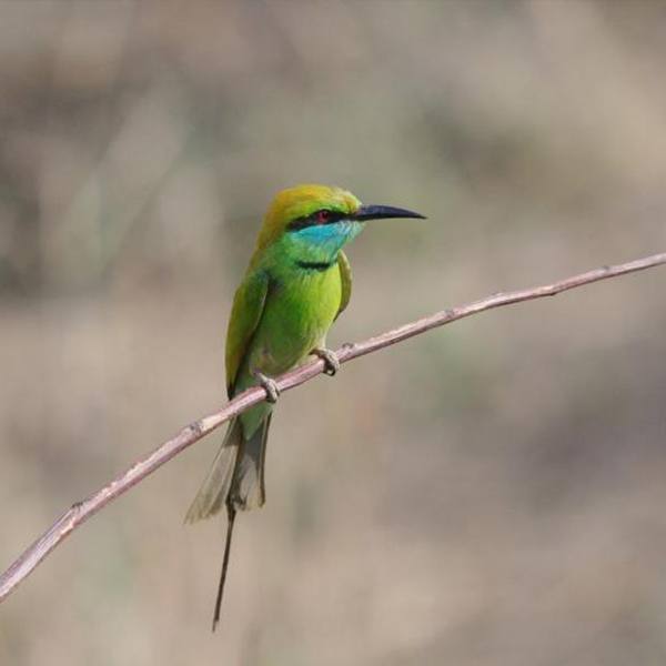 Bee-eater, Green